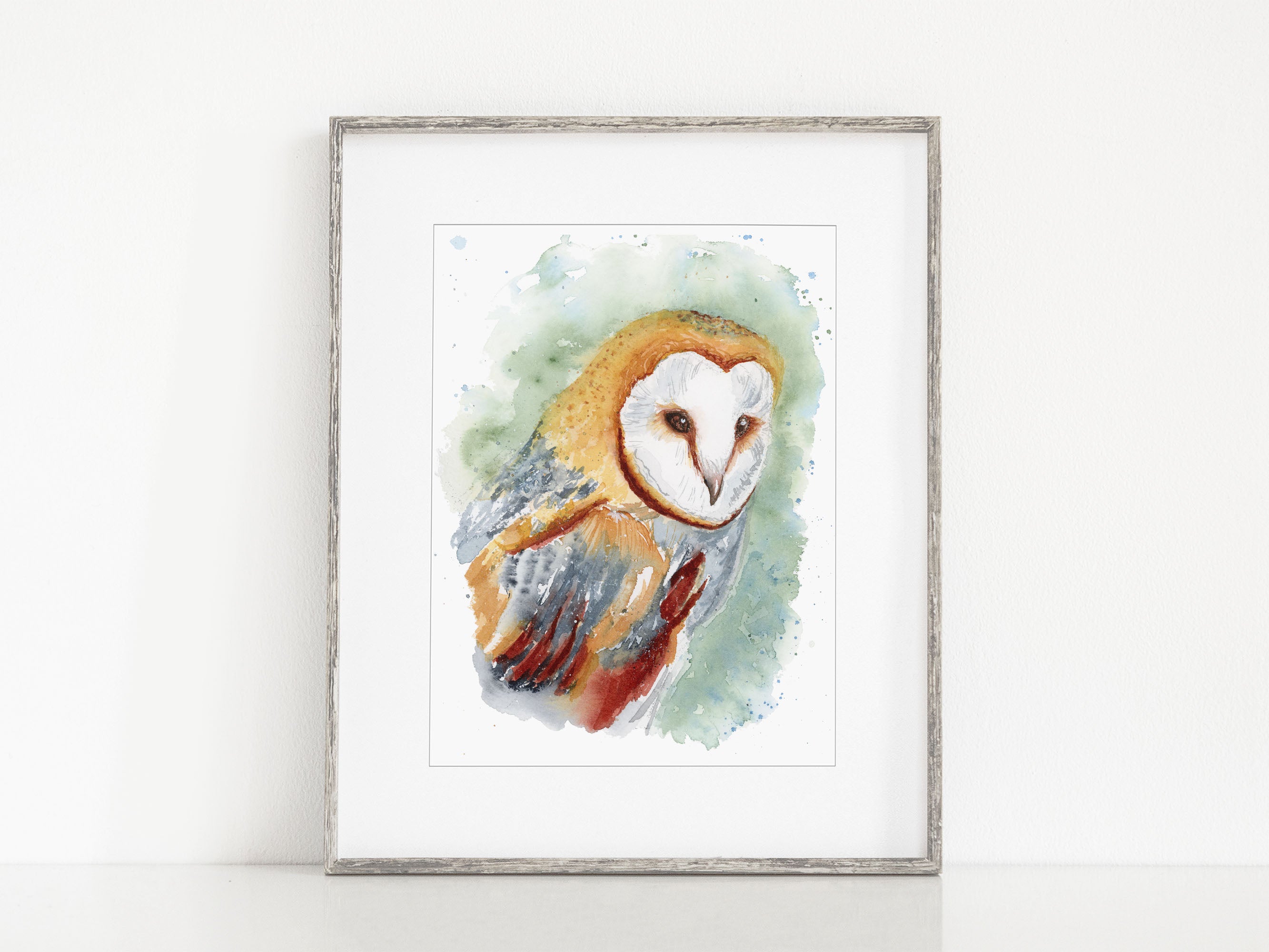 Barn Owl