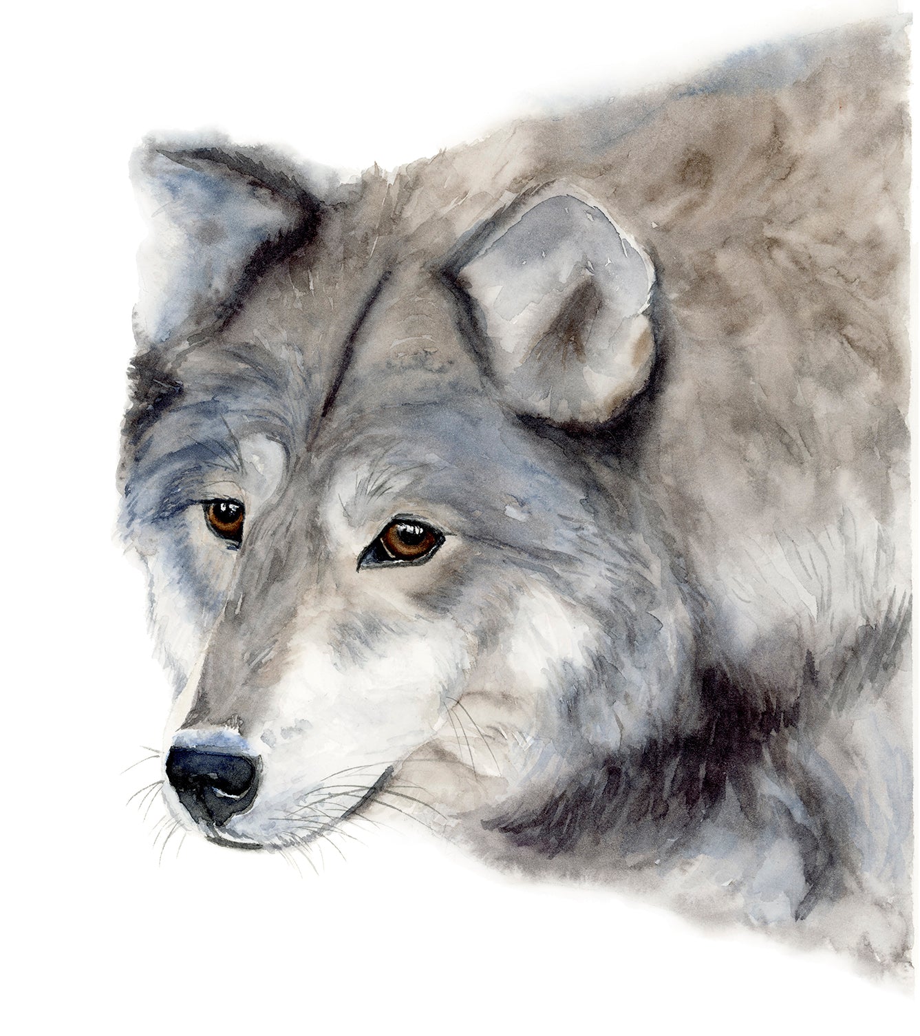 Grey Wolf