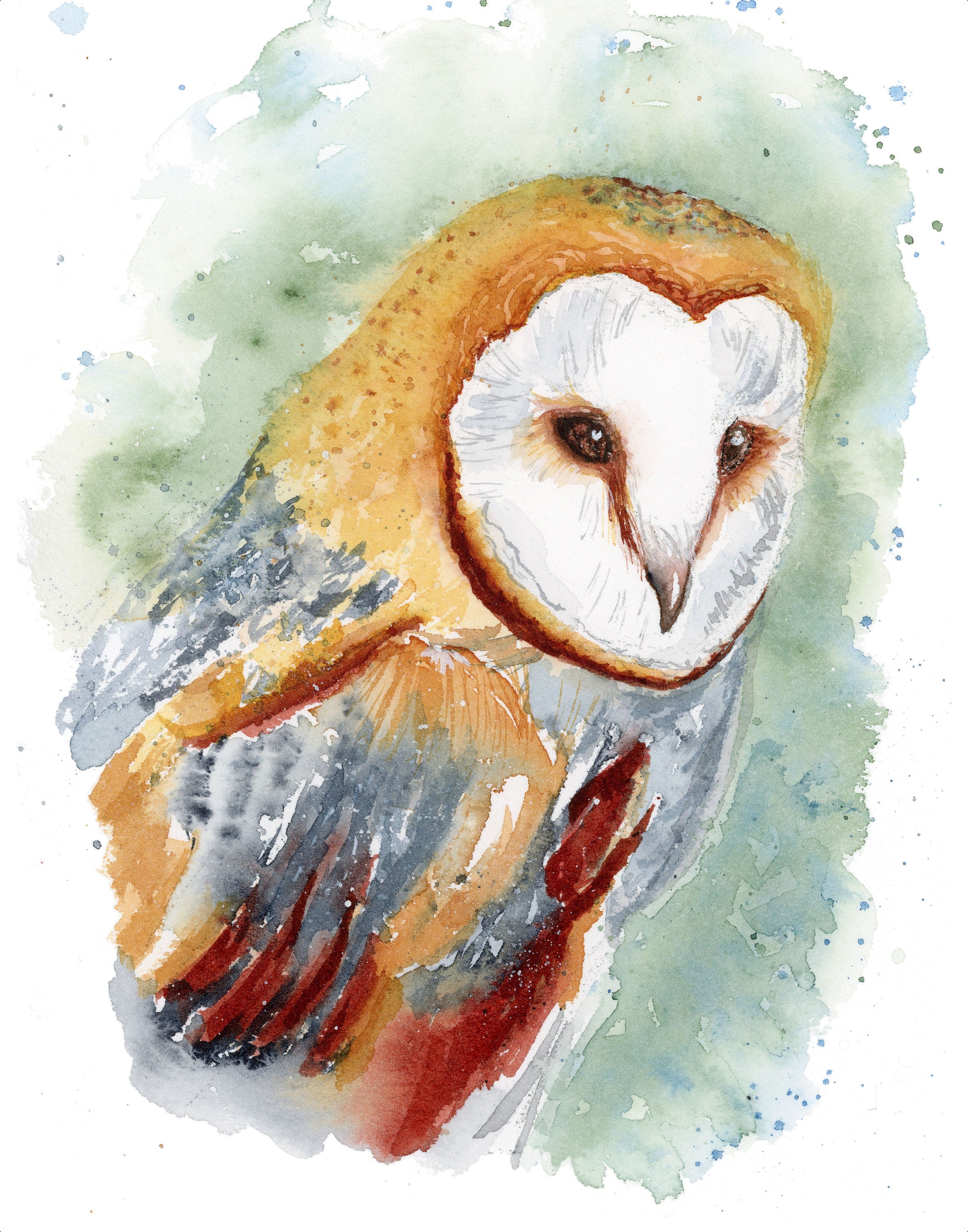 Barn Owl