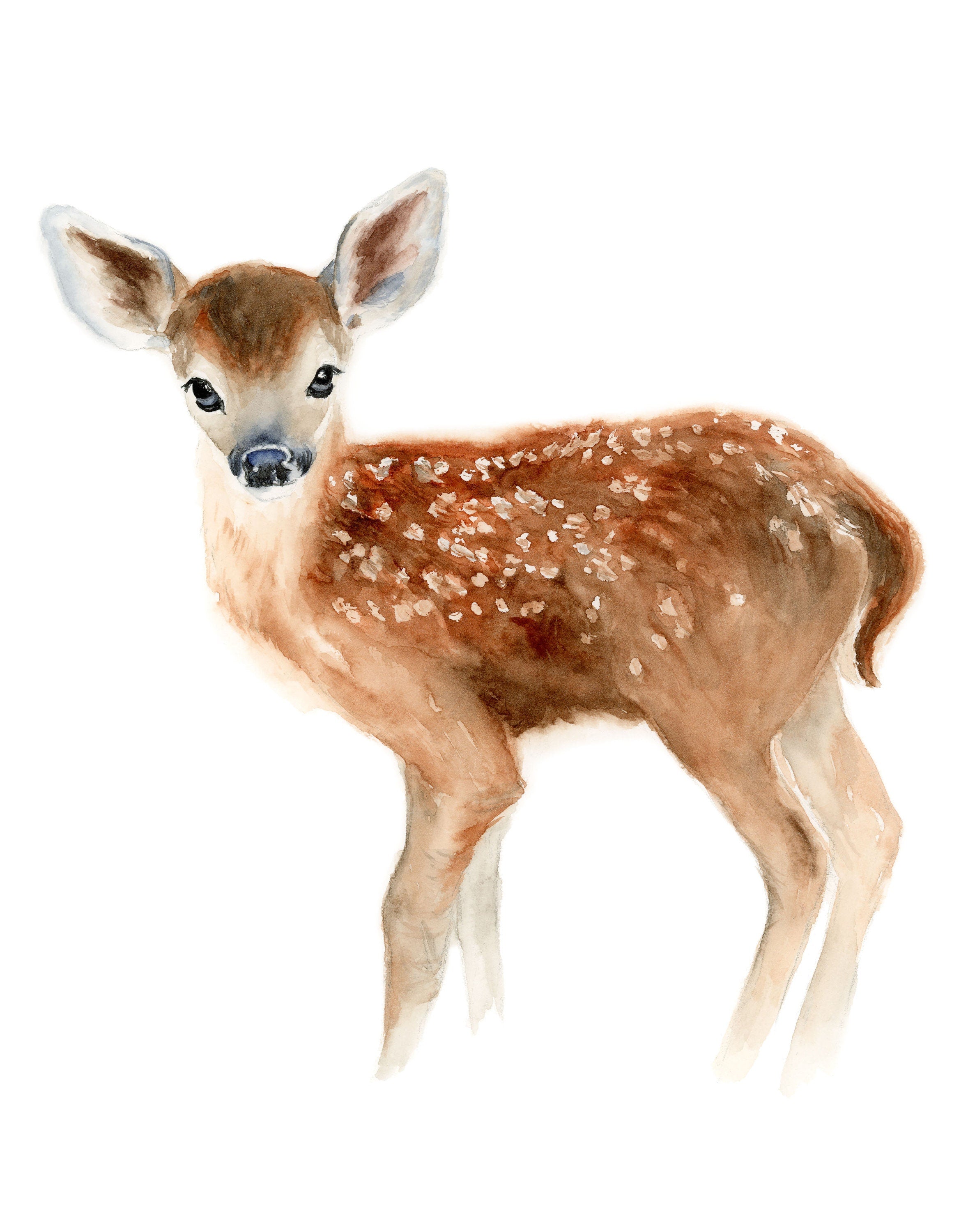 Little Fawn