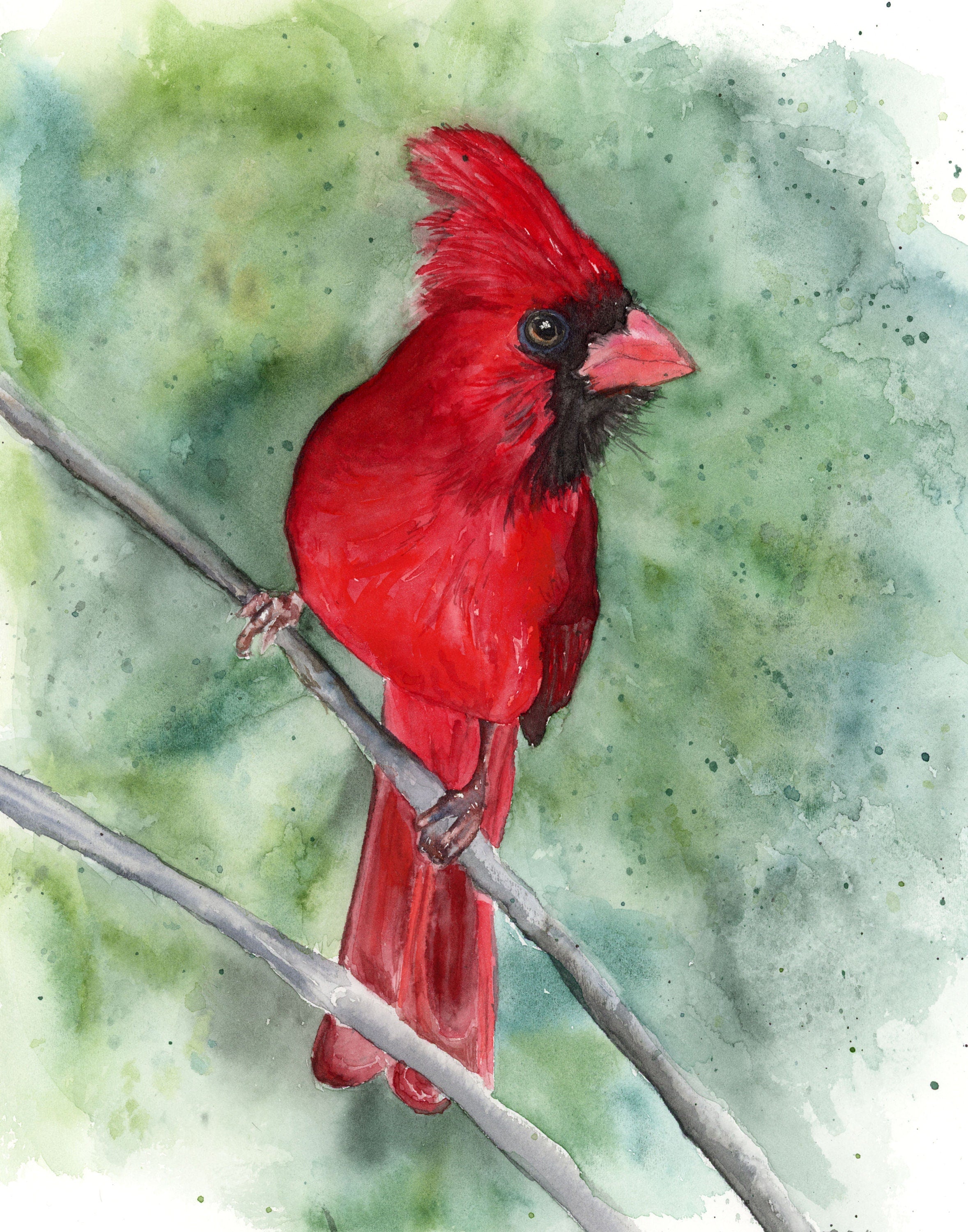 Cardinal on his Perch