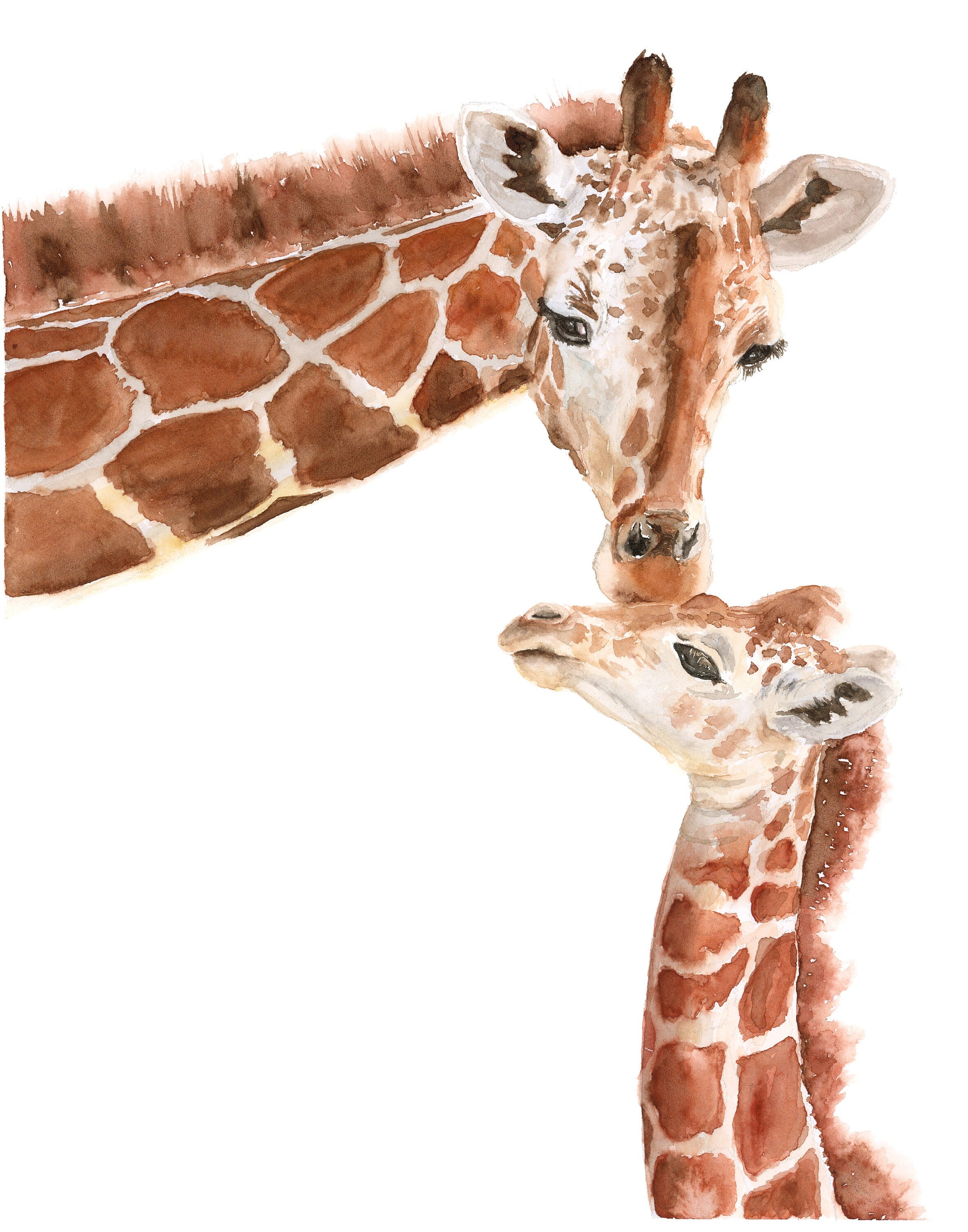 Giraffe Affection